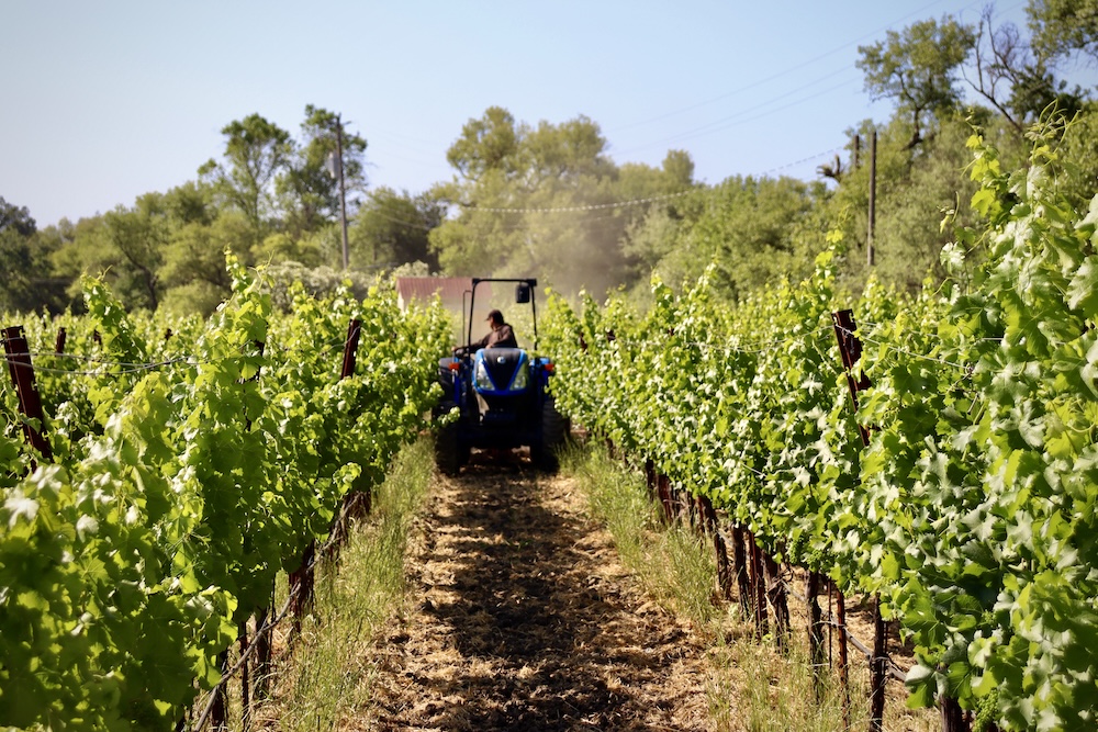 Napa Green Achieves Historic Milestone – All Member Vineyards Successfully Phase Out Roundup