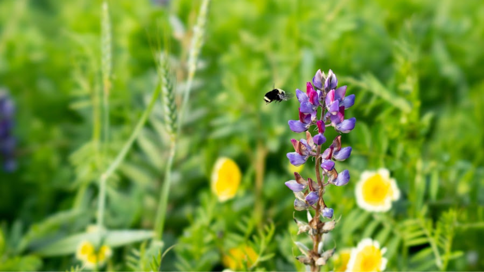 Cultivating Diversity