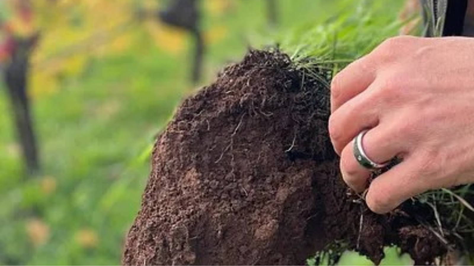 Regenerative Agriculture