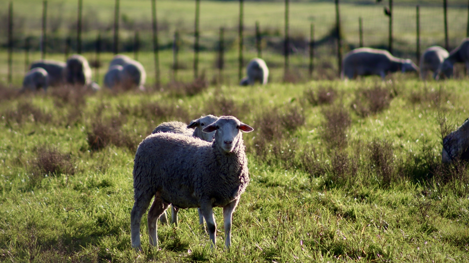 Regenerative Solutions to Conventional Farming