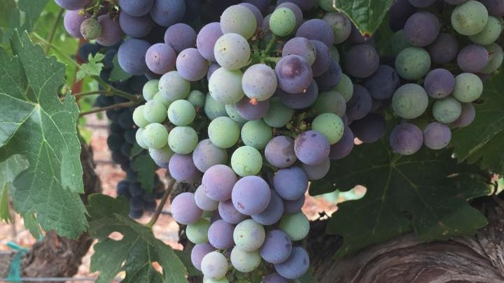 Bazán Vineyard Management