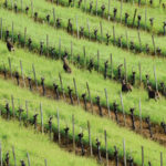 Truchard - deer