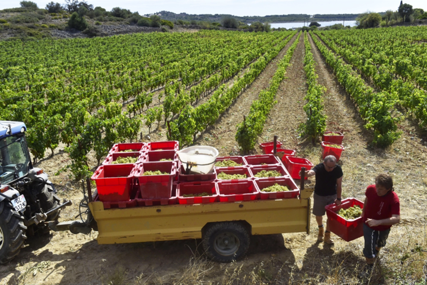 From Merlot’s flavor to Cabernet’s acidity, here’s how climate change is reshaping the world’s most beloved wine regions