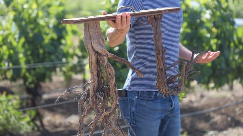 Dry farming